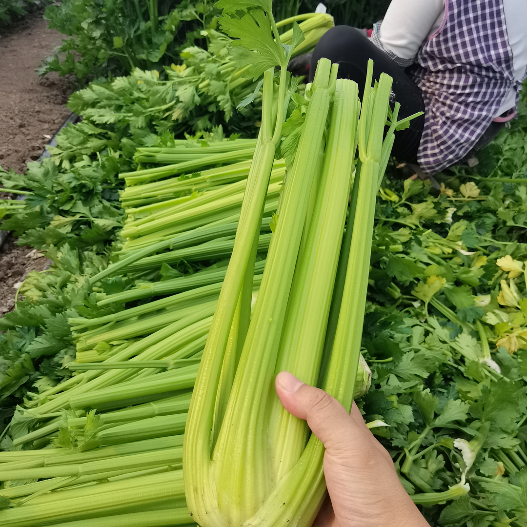【顺丰冷链】新鲜西芹大棵半叶芹菜榨汁专用山东寿光时令蔬菜3斤5