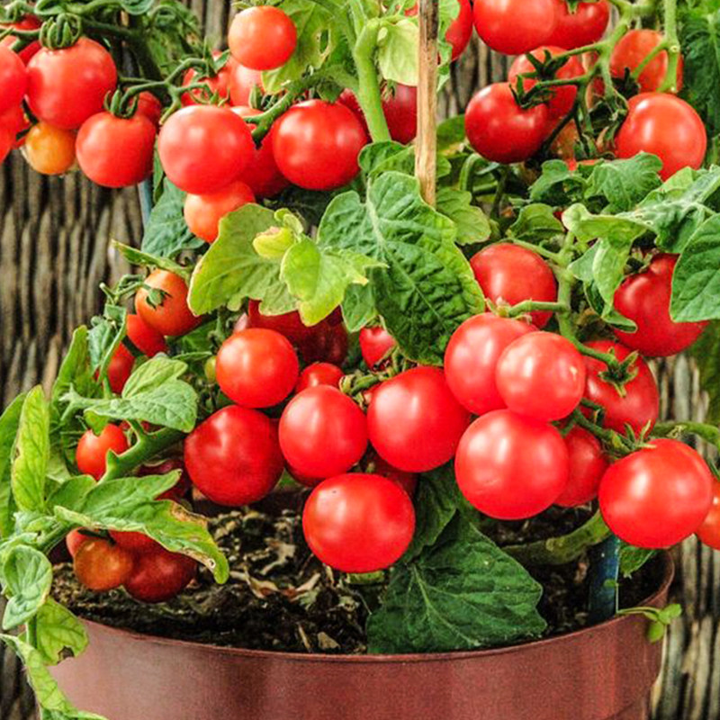 矮生盆栽番茄苗蔬菜苗秧樱桃小西红柿圣女果种子四季广东阳台菜苗,淘宝优惠券,粉丝福利购,淘宝优惠卷