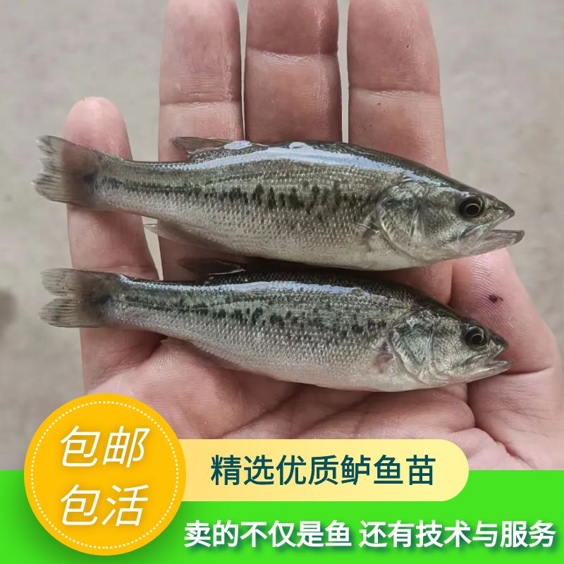 鲈鱼苗淡水加州鲈鱼苗淡水养殖食用大尺寸耐冷水优质黑鲈活体-图2