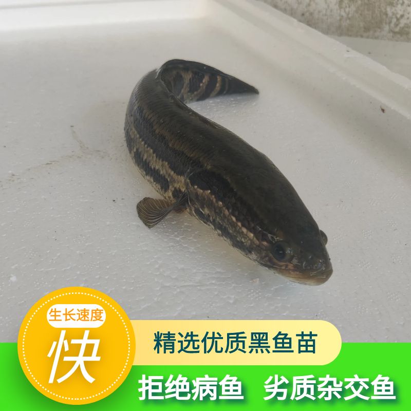 黑鱼苗乌鱼苗生鱼苗淡水养殖食用小黑鱼苗特大纯种财鱼苗活体-图1