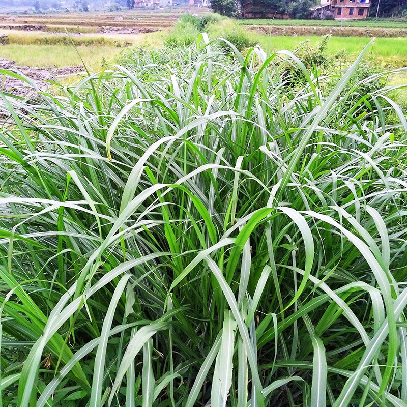 香茅草种子四季种室外庭院易活草籽进口香水茅柠檬草驱蚊香草种籽-图2