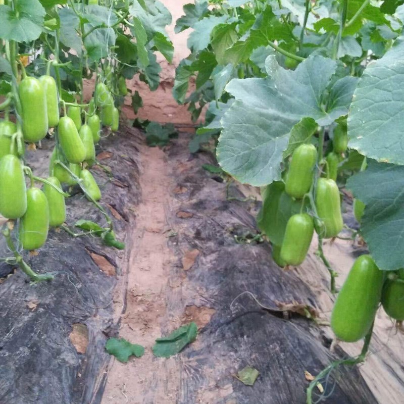 八棱脆瓜种子菜瓜烧瓜种籽孑黄河脆一窝猴生吃无糖农家特菜早生 - 图2