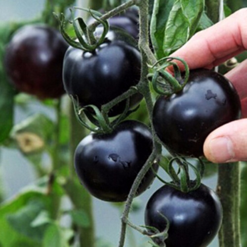 黑色西红柿小黑番茄圣女果种子水果种子蔬菜种子阳台盆栽四季播种 - 图2