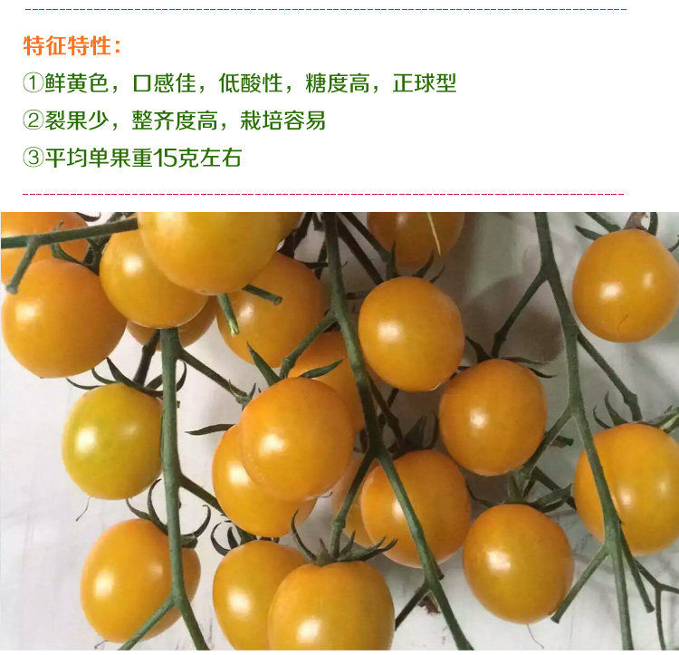 黄妃小番茄种子西红柿种籽阳台四季盆栽蔬菜孑黄色水果圣女果籽种,淘宝优惠券,粉丝福利购,淘宝优惠卷