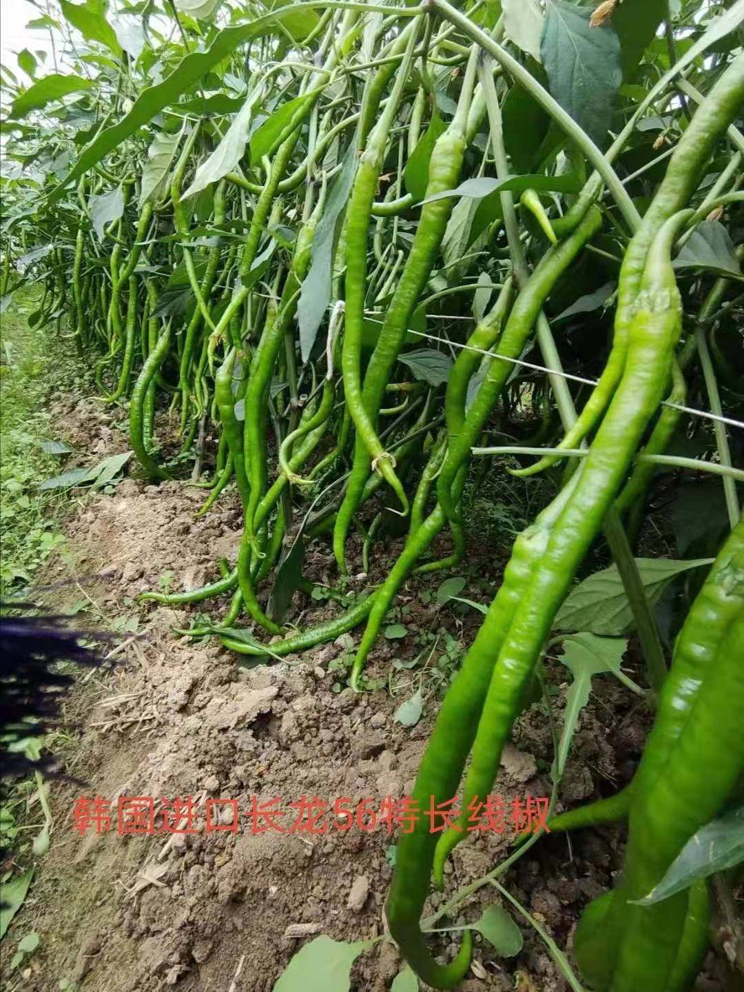 线椒种子帝王336长龙56高产早熟杭椒大田四季播室盆栽辣椒孑秧苗,淘宝优惠券,粉丝福利购,淘宝优惠卷