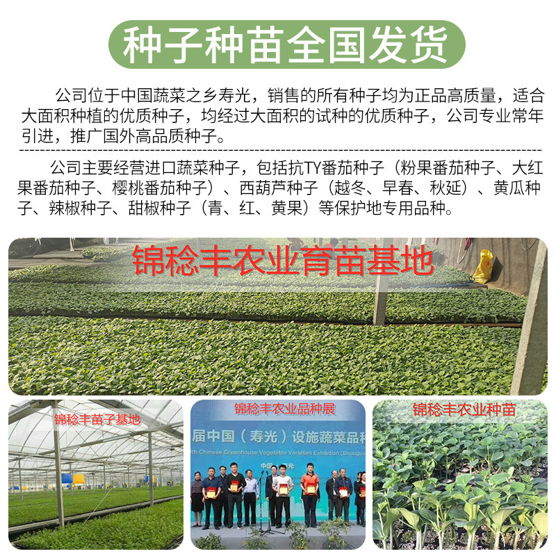 小叶菠菜种子四季波菜种籽大全春夏季秋季蔬菜种孑红根盆栽农家_虎窝淘