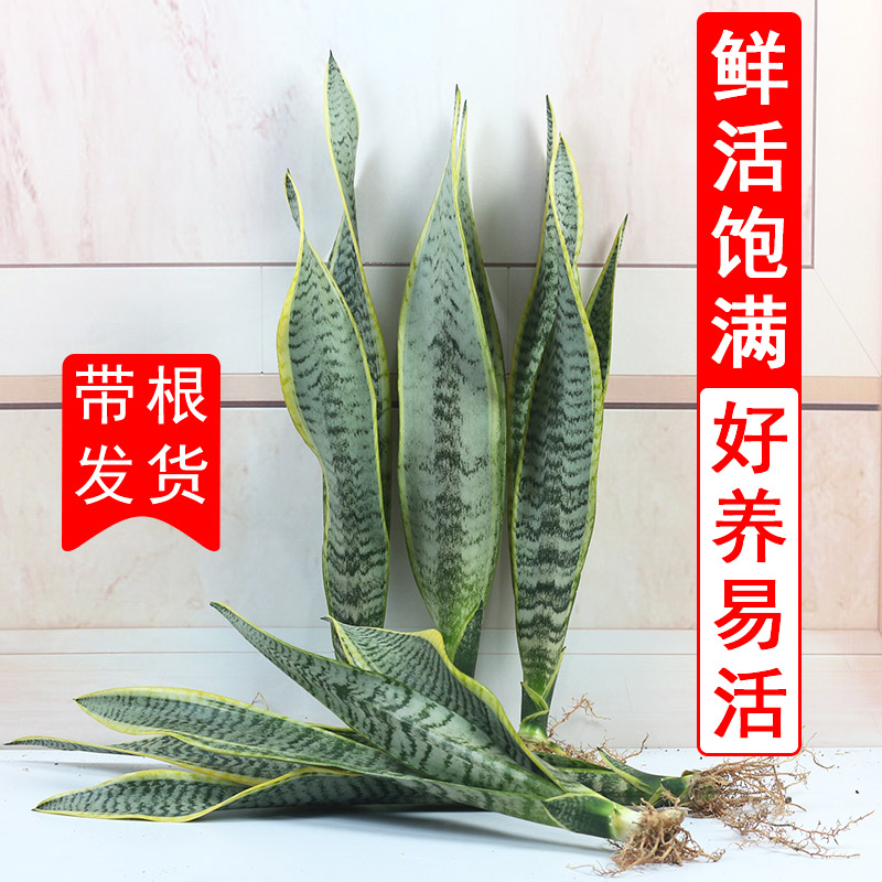 金边虎皮兰盆栽植物花卉客厅办公室内水培好养活高大型绿植虎尾兰 - 图2