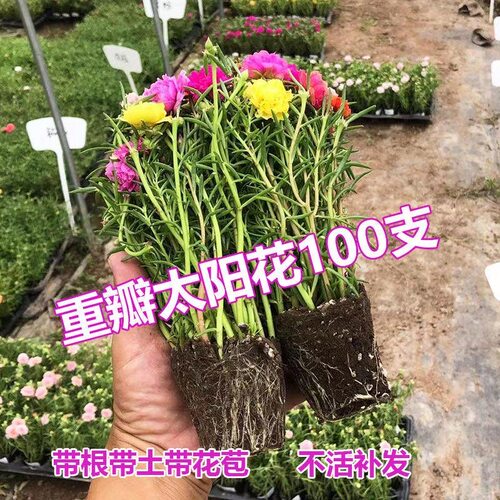 重瓣太阳花盆栽苗大花带根带花苞植物室内室外好养花卉 - 图3