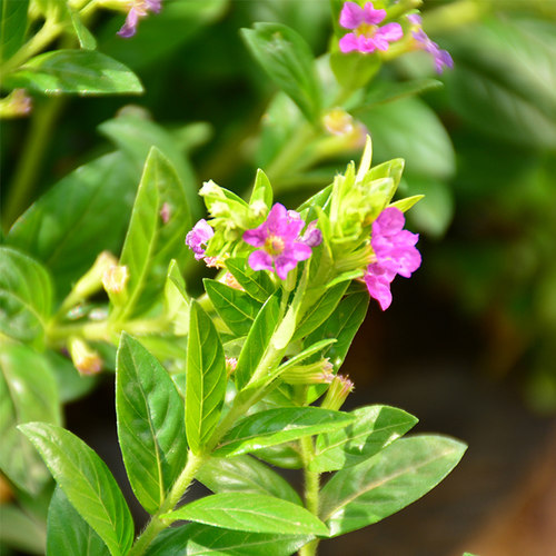 满天星盆栽室内客厅带盆栽好养带花苞发货观花卉植物常绿植 - 图0