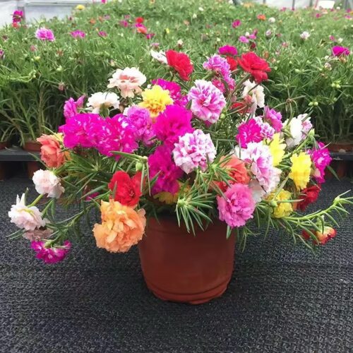 重瓣太阳花盆栽苗大花带根带花苞植物室内室外好养花卉 - 图0
