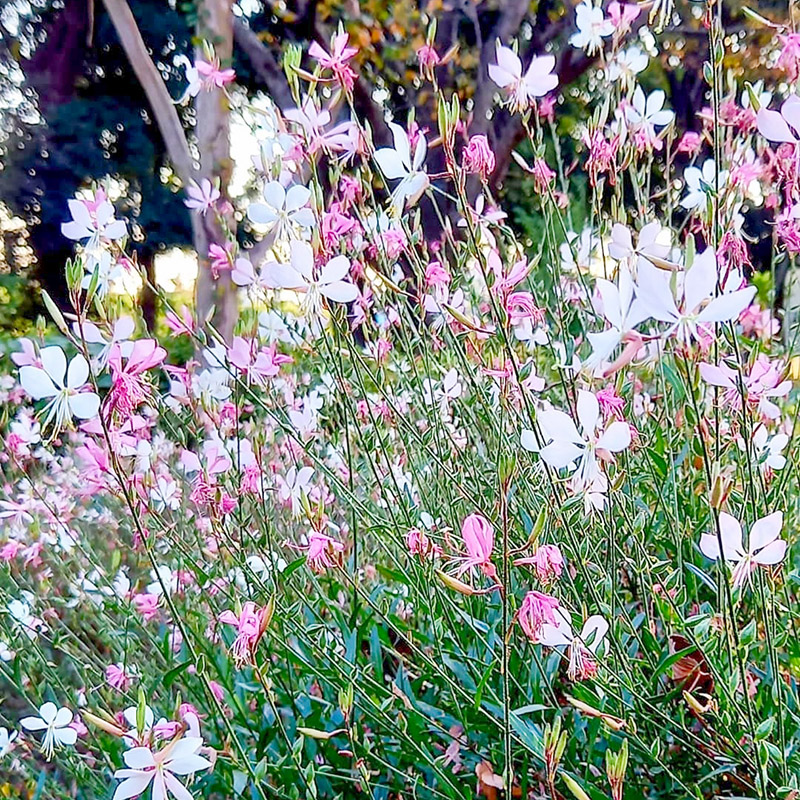 山桃草种子盆栽千鸟花玉蝶花观花种籽四季庭院观叶种孑 - 图0