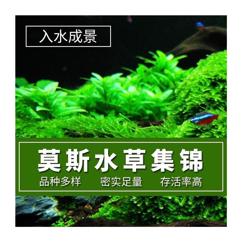 莫斯水草松茸三角火焰莫丝片摩丝MOSS鱼缸造景水族箱不锈钢定植片 - 图3