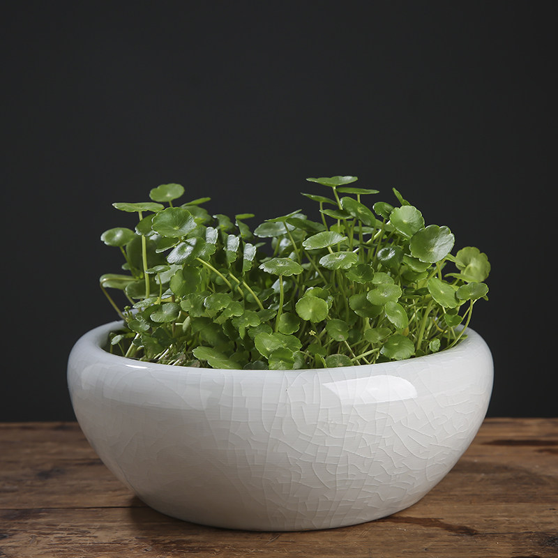 景德镇陶瓷鱼缸大号桌面养金鱼缸乌龟缸碗莲睡莲盆荷花缸植物花盆,淘宝优惠券,粉丝福利购,淘宝优惠卷