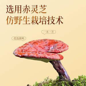 【官方自营】胡庆余堂大药房旗舰店破壁灵芝孢子粉送礼增强免疫力