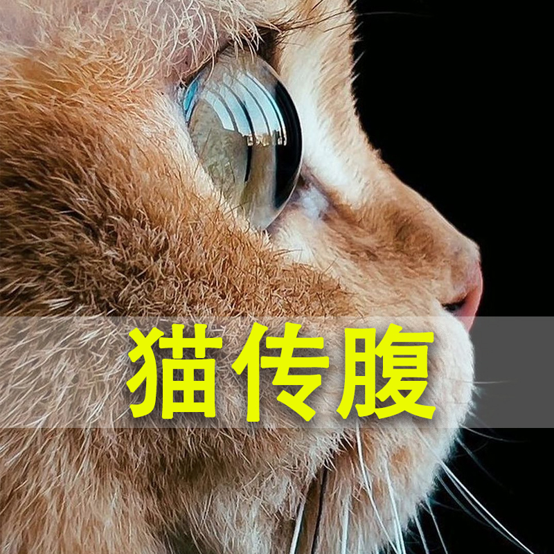 猫传腹针剂特效针口服片剂稳定版营养液湿性干性消腹水腹膜炎猫咪 - 图2