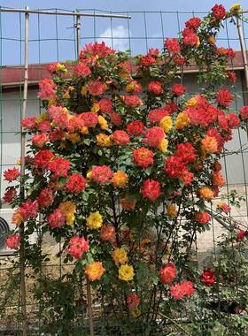 春天适合种的花庭院花木绿植花苗四季种易活阳台北方播种院子植物