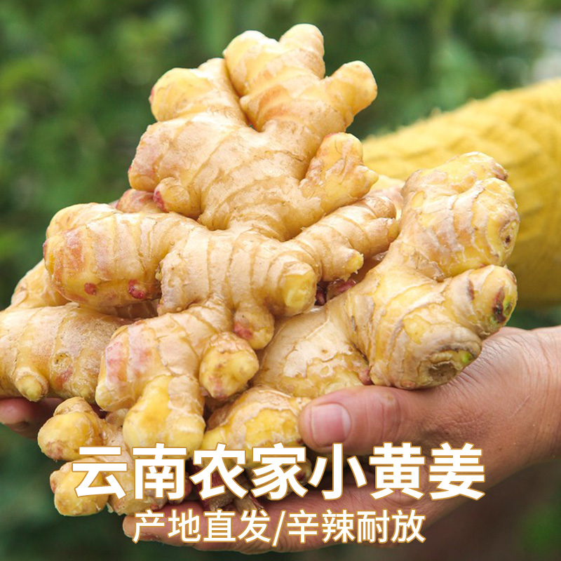 正宗云南小黄姜嫩老姜生姜新鲜包邮土姜子姜仔10姜鲜姜批发沙姜