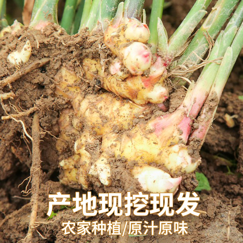 正宗云南小黄姜嫩老姜生姜新鲜包邮土姜子姜仔10姜鲜姜批发沙姜