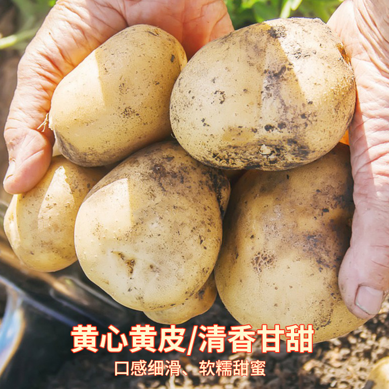 湖北恩施大土豆批发新鲜蔬菜包邮高山士豆现发黄心富硒马铃薯洋芋