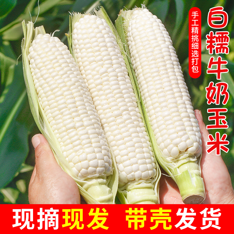 新鲜白糯玉米甜糯牛奶玉米10斤现摘水果苞谷嫩玉米棒子蔬菜9包邮 - 图3