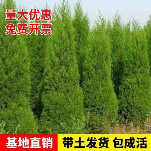 柏树树苗 塔柏 扁柏松柏侧柏树苗圆柏松树宝塔松龙柏苗绿化四季青 - 图0