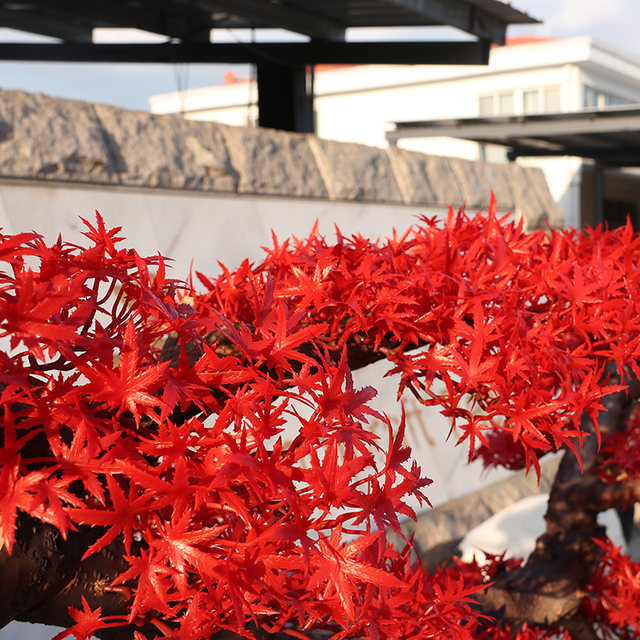 Welcome red maple tree landscaping plants simulated maple leaf tree Welcome red maple tree landscaping plants simulated maple leaf tree