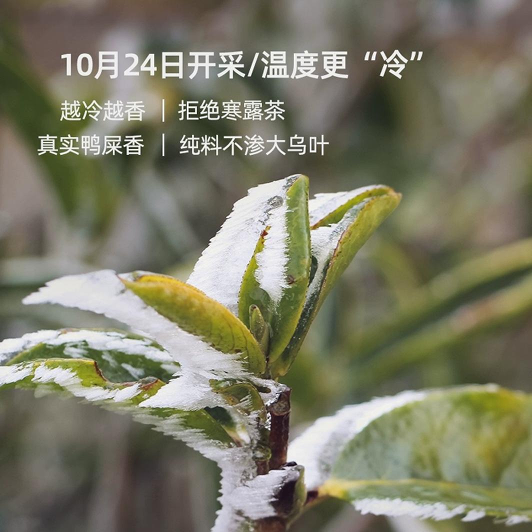 【茶中香水】刘一茗六雪雪片王潮州特级凤凰单枞鸭屎香冬茶叶花香 - 图1