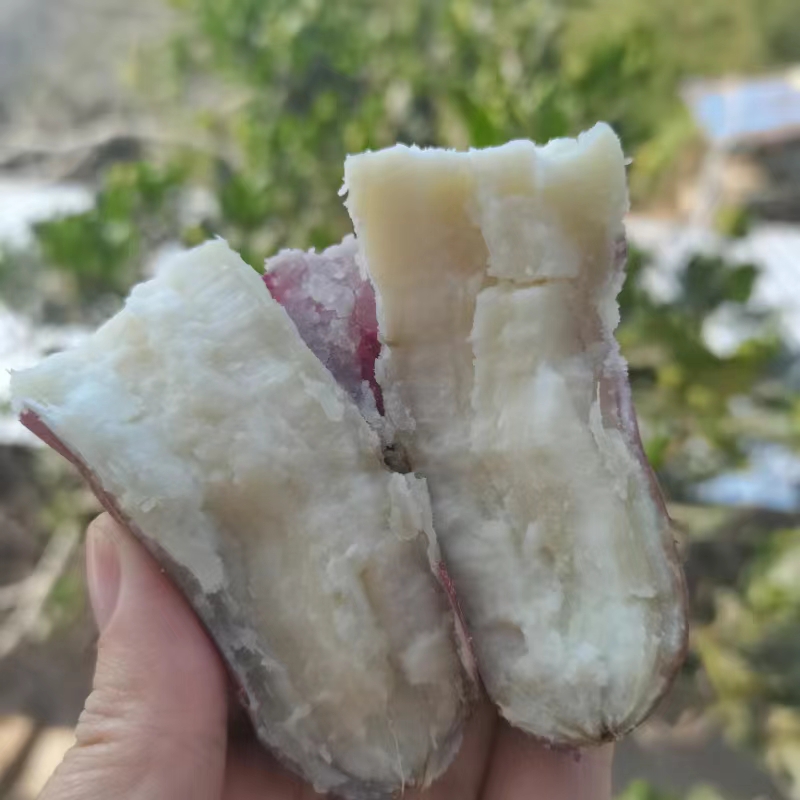 海南东方五里香地瓜白心三角宁雪花牛奶薯粉糯香甜板栗红薯新鲜