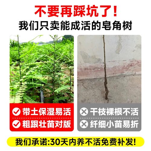 皂角树苗大刺皂角树绿化皂荚树苗盆栽庭院种植冬季药用油皂角树苗 - 图0