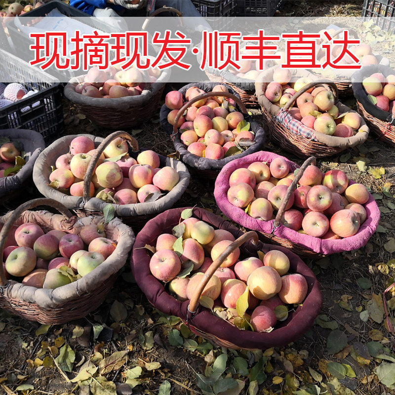 阿克苏冰糖心苹果正宗新鲜当季特级 阿克苏原产地苹果