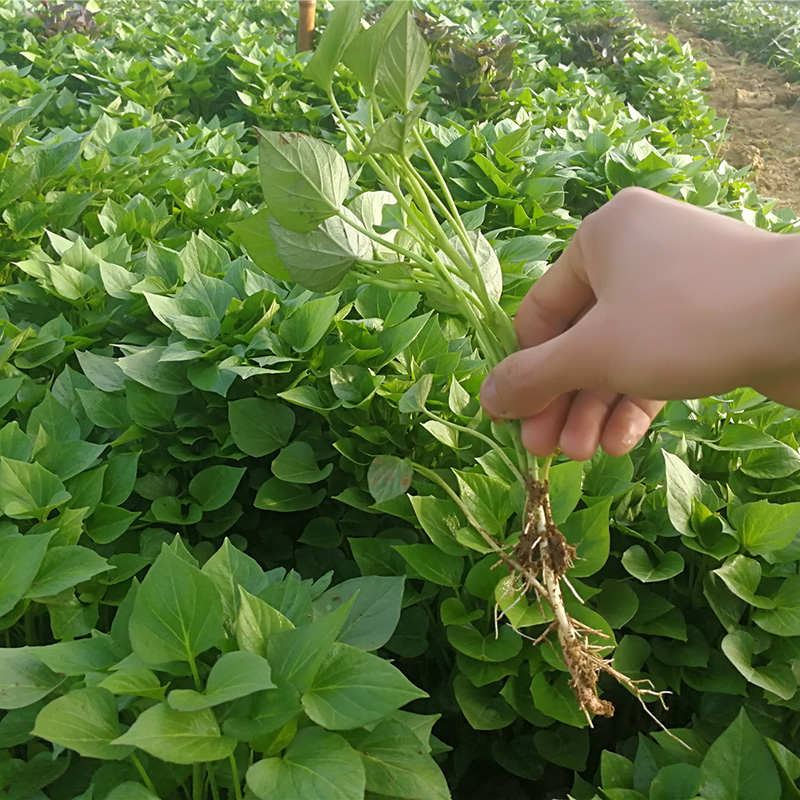 农科院食叶型红薯苗种番薯种苗专吃叶子的地瓜秧苗食用蔬菜苗红著 - 图2