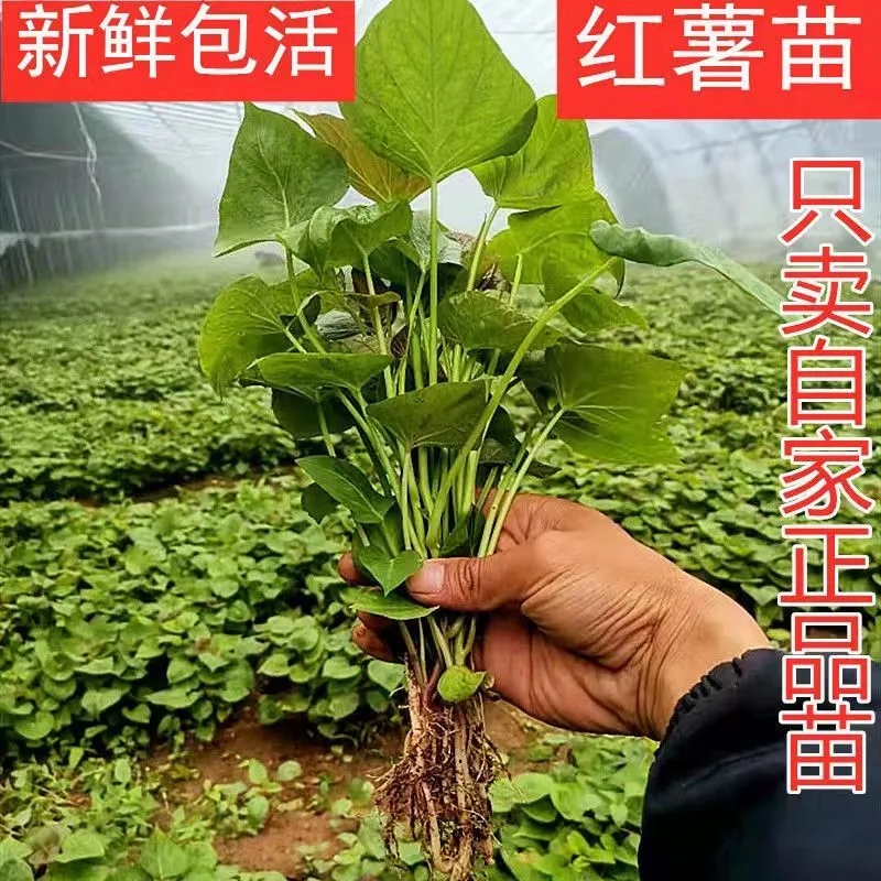 食叶型红薯叶苗专吃叶子的地瓜苗秧食用番薯山芋秧苗红著红署苗种-图1