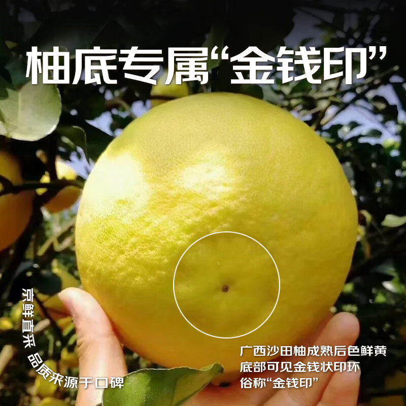 正宗广西容县沙田柚子新鲜水果纯甜现摘50斤白心长寿柚金柚子包邮,淘宝优惠券,粉丝福利购,淘宝优惠卷
