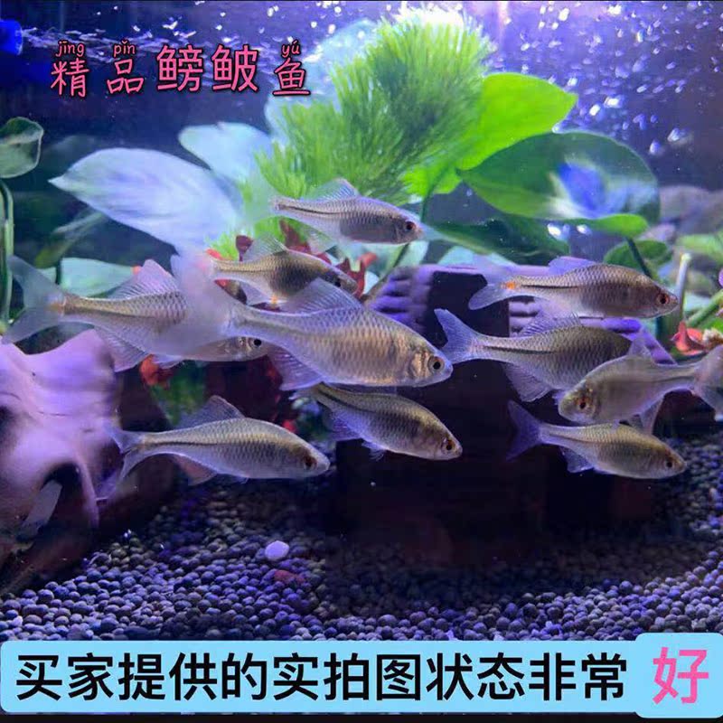 好养鳑鲏鱼清洁观赏旁皮淡水冷水活体小型鱼混养群游原生鱼缸除藻 - 图3