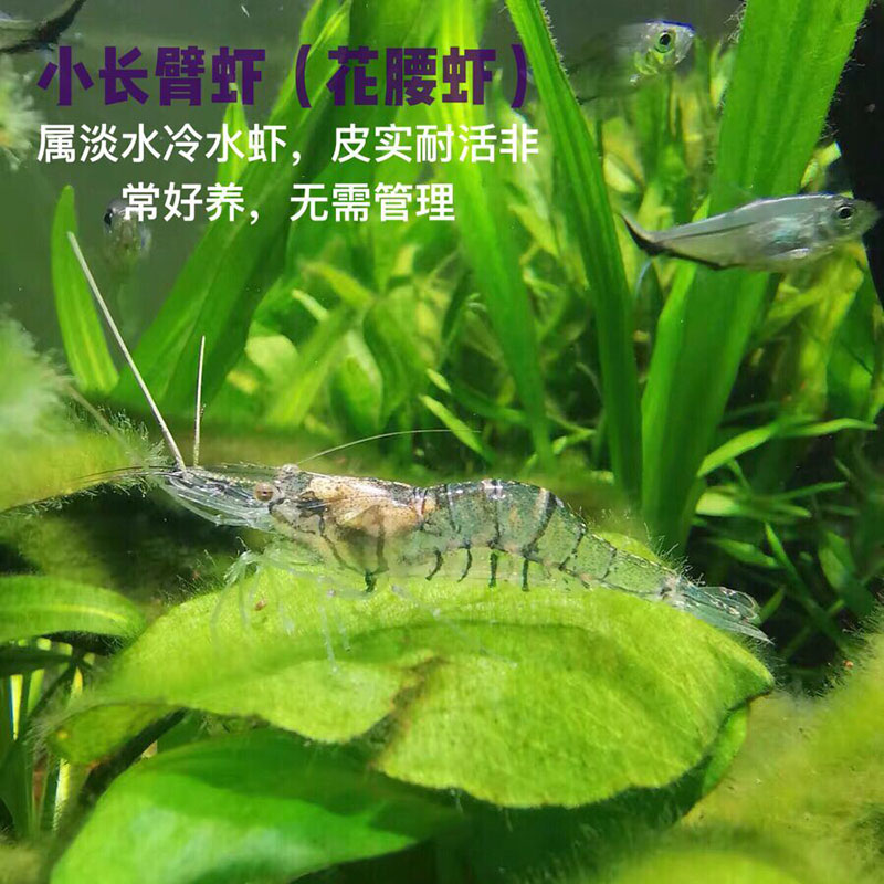 中华小长臂花腰虾除丝藻刚毛藻观赏大号鱼缸除藻清洁工具虾秀丽白 - 图2