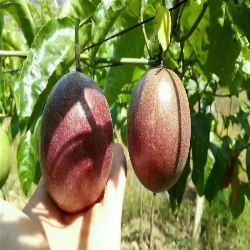 新鲜肉西翻莲现摘现挖酸爽甜百香果图片_3