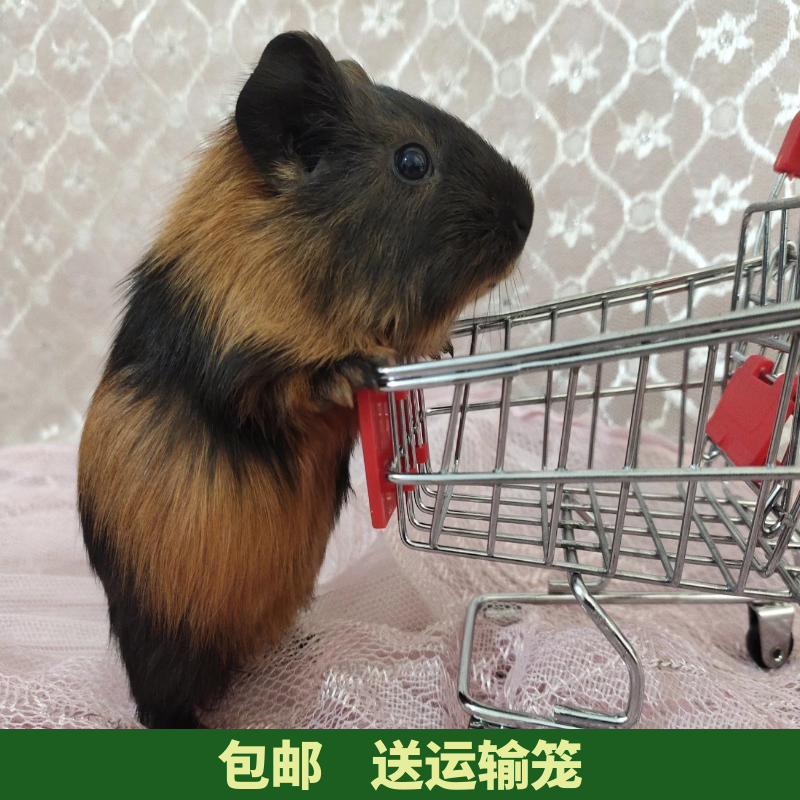 大型宠物荷兰鼠活体荷兰猪豚鼠彩豚白豚荷兰兔成年老鼠兔活物幼崽,淘宝优惠券,粉丝福利购,淘宝优惠卷