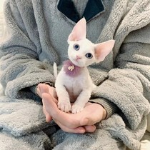 Pure breeds German curly cat young cat Devon cat Cones curly hair cat not dropping Mao cat blue eye stage kitty living