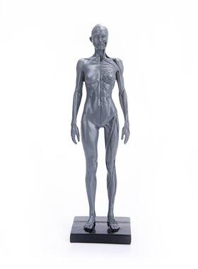 美术绘画素描素材教学医用模具人体模型参考树脂工艺品人身体模型