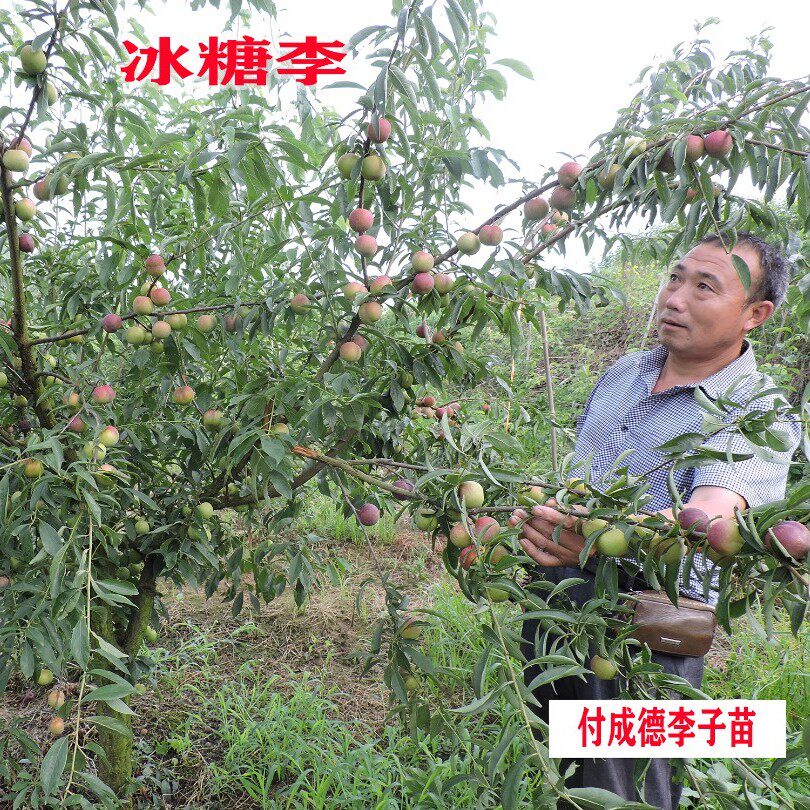 冰糖李  南北方种植新品种四川洪雅付成德嫁接脱骨脆甜李子果树苗