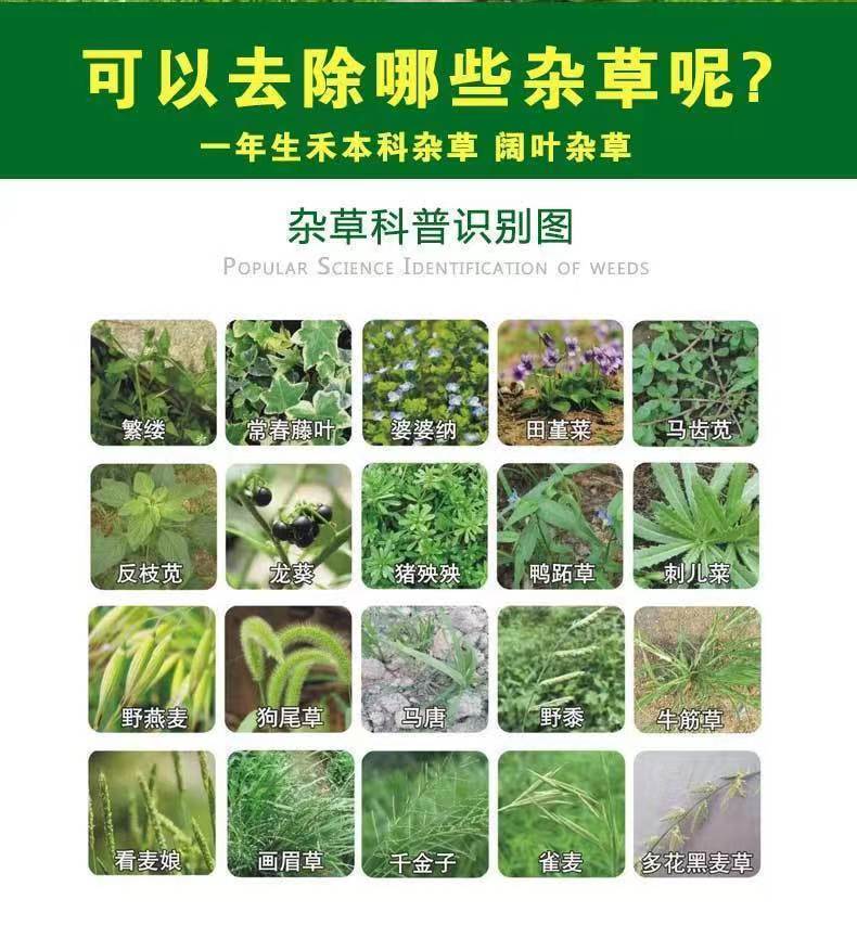 茶叶专用农药除草剂安全不伤苗茶园除草神器茶叶苗后除草专用剂-图0