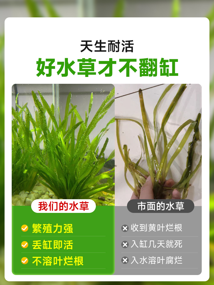 水兰水草植物大小细叶扭兰龙舌兰鱼缸阴性真草新手古法养鱼造景草 - 图0