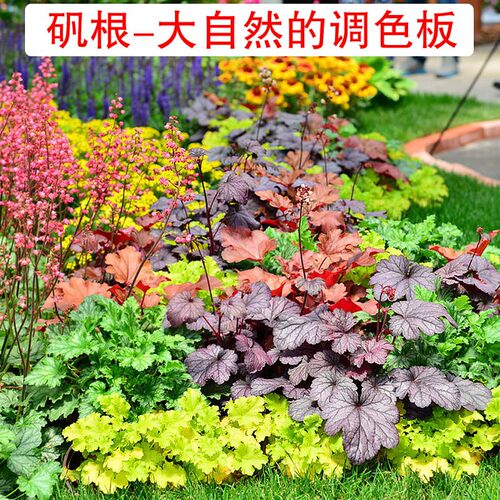 矾根盆栽花卉植物室内花苗四季常青观叶耐寒绿植庭院地被绿化花苗 - 图0