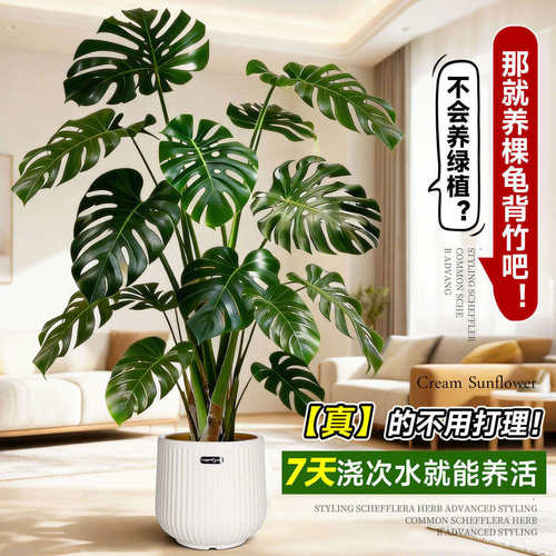 龟背竹水培植物四季绿植室内好养盆栽客厅办公室桌面大叶老桩竹子 - 图1
