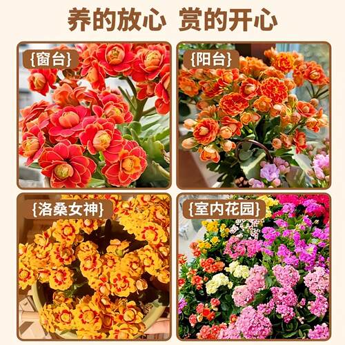 新品长寿花蟠桃柠檬水果糖带花盆大花重瓣带花苞室内开花多肉盆栽 - 图1