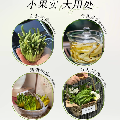 佛手柑鲜果水培植物新鲜现摘佛手瓜室内水养观赏清供闻香绿植盆栽 - 图3