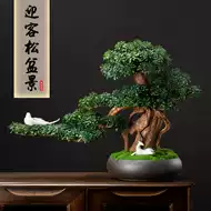 盆栽植物罗汉松 新人首单立减十元 21年9月 淘宝海外