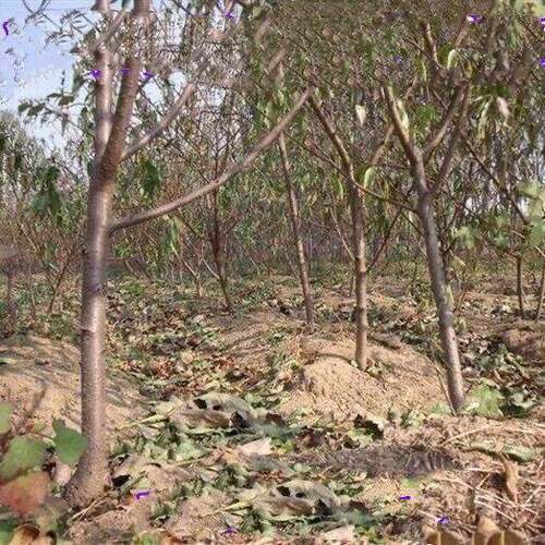 特大桃树苗 嫁接特大晚熟巨型冬桃树果苗南方北方种植当年结果桃 - 图1