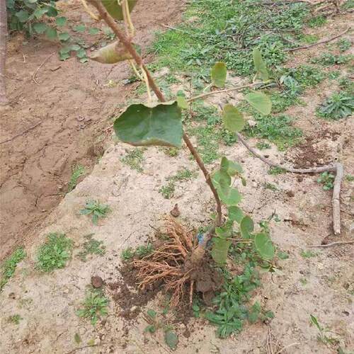 新西兰黄金奇异果 黄金果猕猴桃树苗盆栽地栽南北方种植当年结果 - 图2