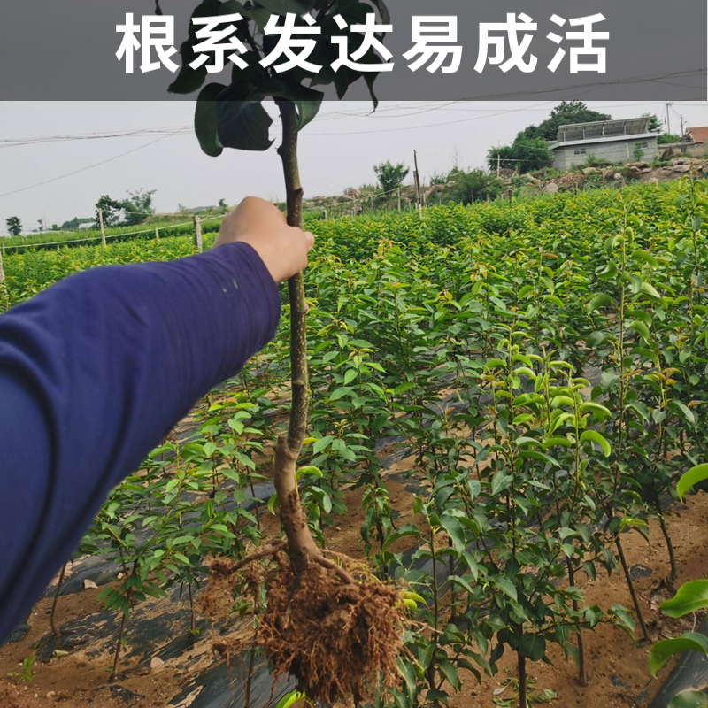 香妃海棠果树南北方地栽小苹果盆栽嫁接矮化鸡心果大秋果当年结果 - 图0